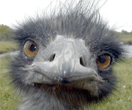 ipk/source.sh4/emus_mgcamd_1_35/preview/prev.png