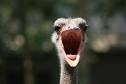 ipk/source.sh4/emus_vizcam_1_19/preview/prev.png