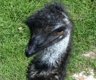 ipk/source.sh4/emus_gbox_806/preview/prev.png