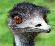ipk/source/emus_kbox_1_01pre24/preview/prev.png