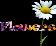 ipk/source/screensaver_flowers_1.0/preview/prev.png