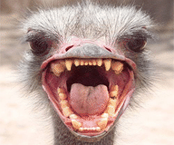 ipk/source/emus_incubuscamd_0_97/preview/prev.png