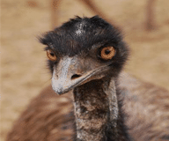 ipk/source/emus_vizcam_1_08/preview/prev.png